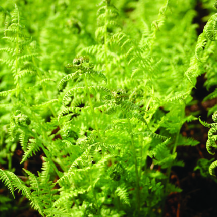 Athyrium felix-femina