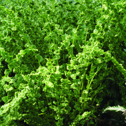 Athyrium fil.fem. Frizelliae