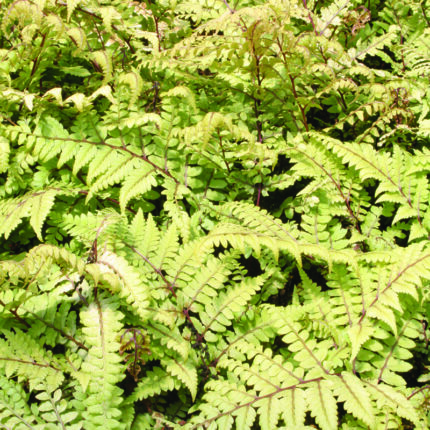 Athyrium otophorum Okanum
