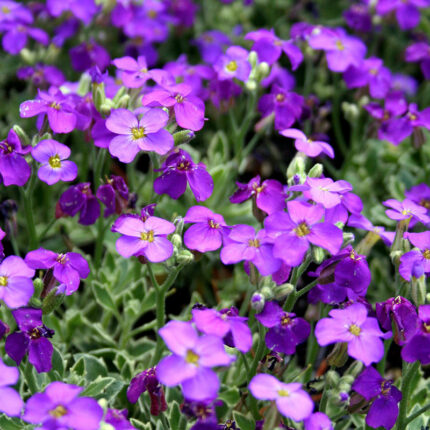 Aubrieta Dr. Mules Variegata