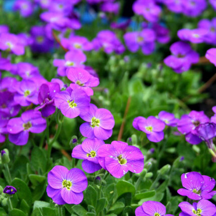 Aubrieta gracilis Kitty Blue