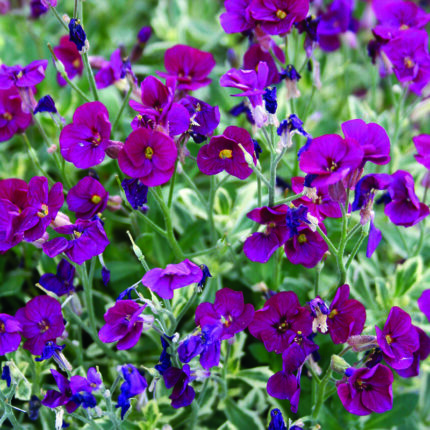 Aubrieta Variegated Red
