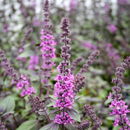 Basil African Blue