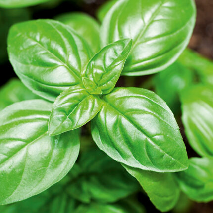 Basil sweet