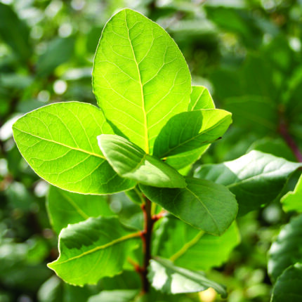 BAY  (Laurus nobilis)