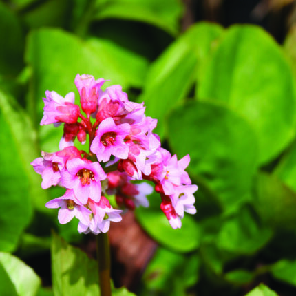 Bergenia Baby Doll
