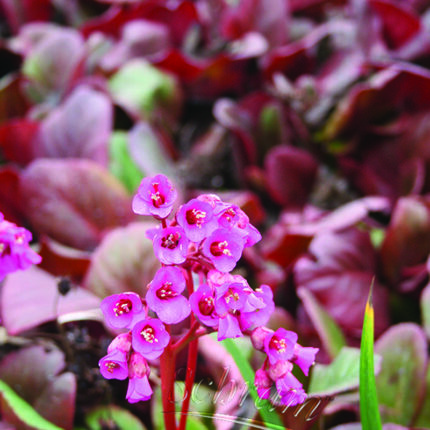 Bergenia Ballawley Red