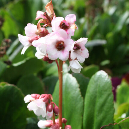 Bergenia Dragonfly Angel Kiss