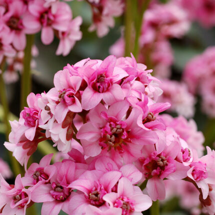 Bergenia Dragonfly Sakura