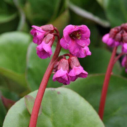 Bergenia Eroica