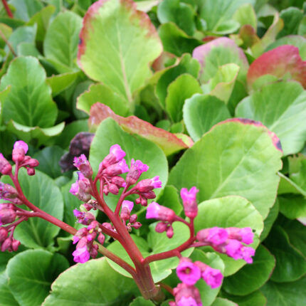 Bergenia cord. Rotblum