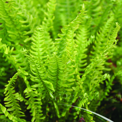 Blechnum spicant