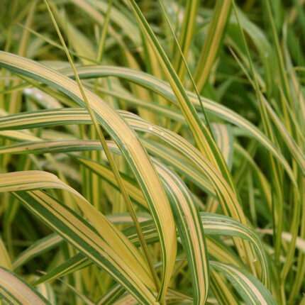 Bromus inermis Skinners Gold