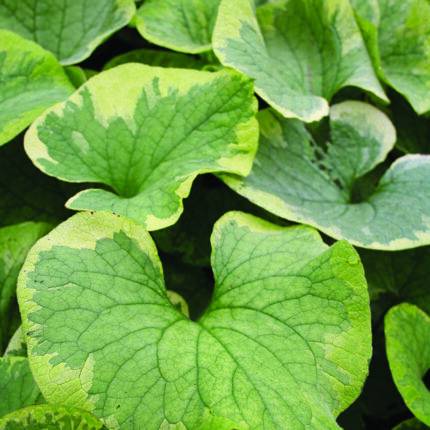 Brunnera mac. Hadspen Cream