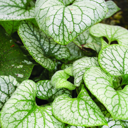 Brunnera macrophylla Jack Frost ®