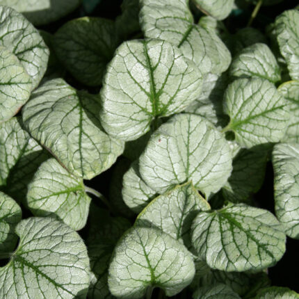 Brunnera Looking Glass