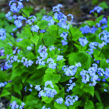 Brunnera macrophylla