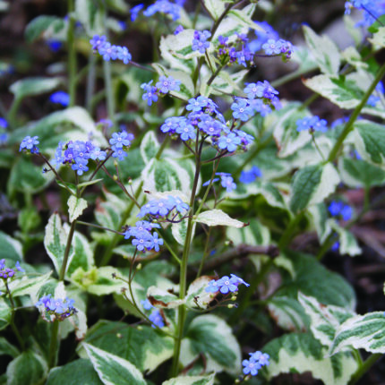 Brunnera macr. Variegata