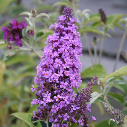Buddleja Buzz Lavender
