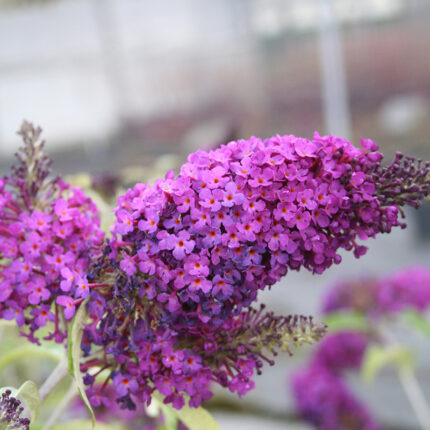 Buddleja Buzz Magenta