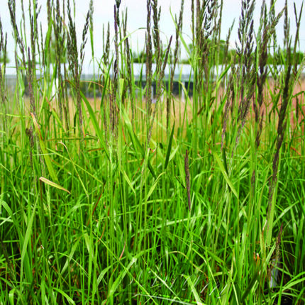 Calamagrostis Karl Foerster