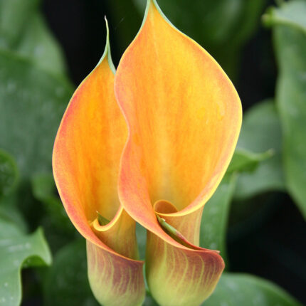 Calla Beatrix ®