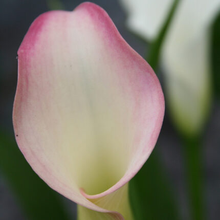 Calla Crystal Blush ®