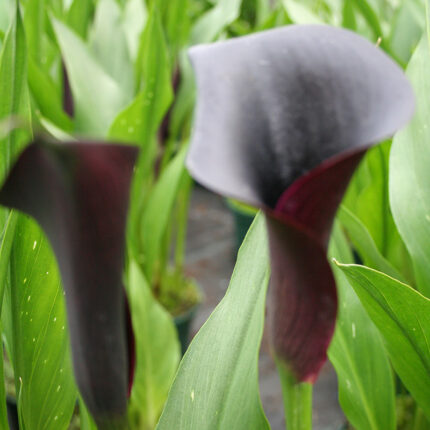 Calla Odessa ®