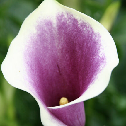 Calla Picasso ®