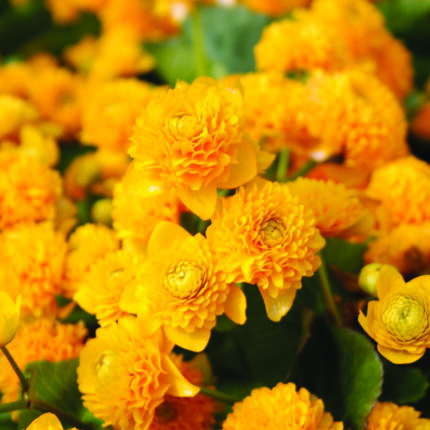 Caltha palustris Plena
