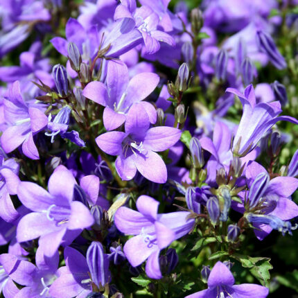 Campanula Birch Hybrid