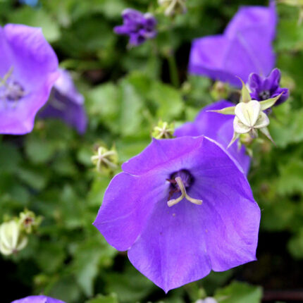Campanula carp. Blue Clips