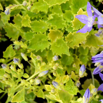 Campanula garg Dickons Gold