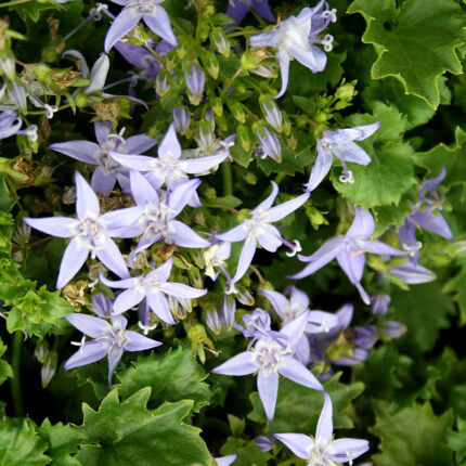 Campanula garg. Major
