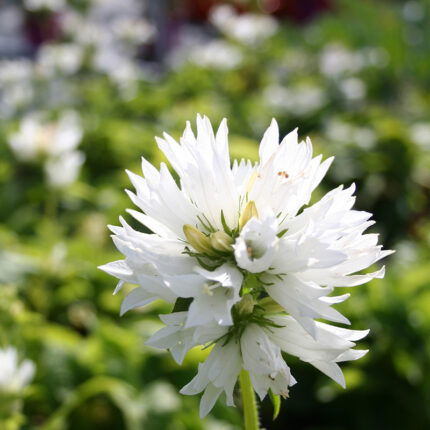 Campanula glom. alba