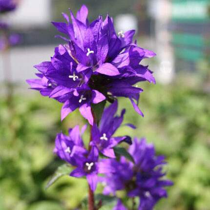 Campanula glom. Superba