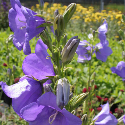 Campanula pers. coerulea