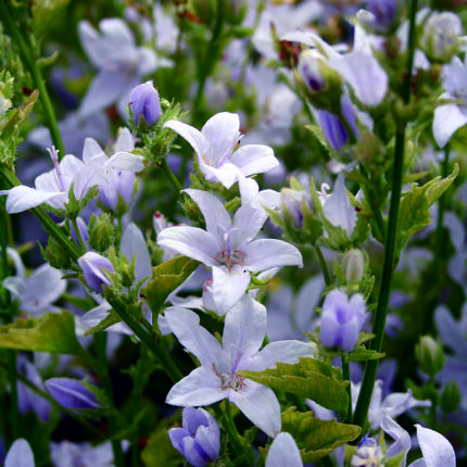 Campanula posch. E.H. Frost