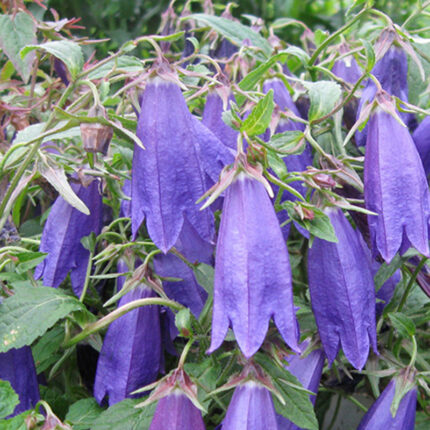 Campanula Ringsabell Indigo Blue