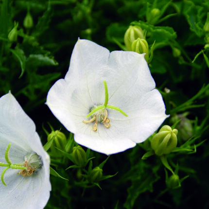 Campanula carp Weisse Clips