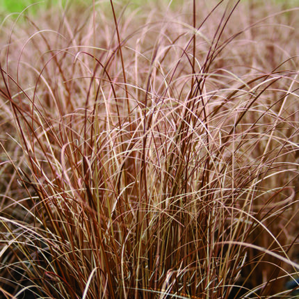 Carex comans Bronco