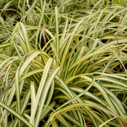 Carex hach. Evergold