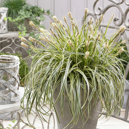 Carex Feather Falls