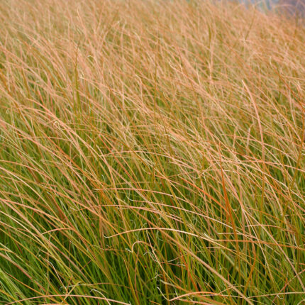 Carex test. Prairie Fire