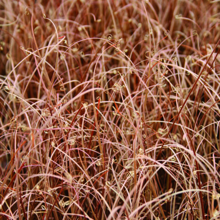 Carex buchananii Red Rooster