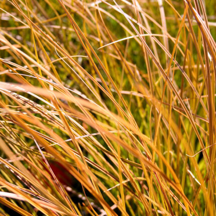 Carex testacea