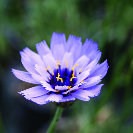 Catananche caerulea