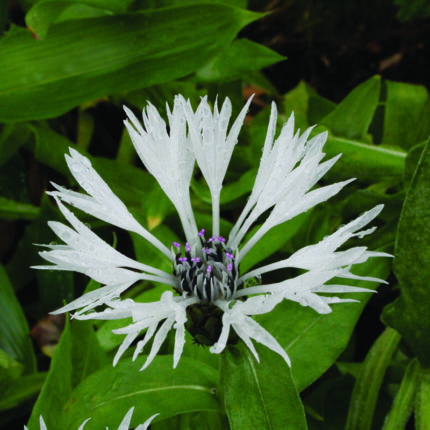Centaurea Amethyst in Snow