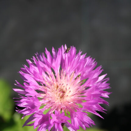 Centaurea h. John Coutts