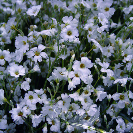 Cerastium tomentosum
